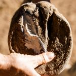 Image sur LA PÂTE À PIED PROTECTRICE & PURIFIANTE POUR ÉQUIDÉS PRÉVENTION & SOIN à l'argile blanche, au miel et au zinc.