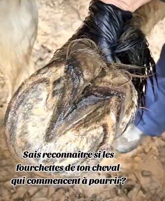 Boue vérifie les fourchettes du pied de ton cheval régulièrement!