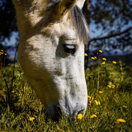 Image de la catégorie Anti-insectes