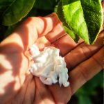 Image sur Masque pour crins à l'huile de coco